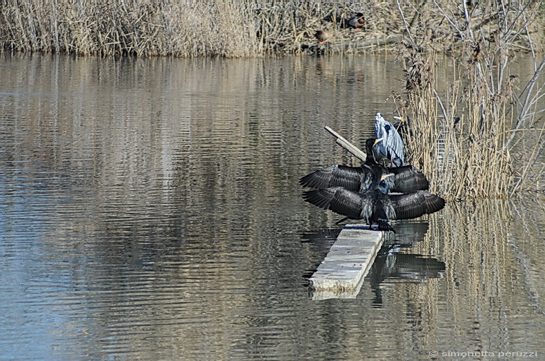 Cormorani - Phalacrocorax carbo